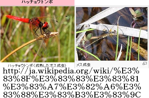 c0129682_21141513.jpg