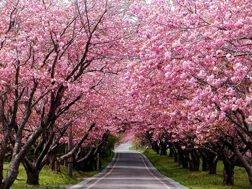 石崎海神社の桜_f0092382_133635.jpg