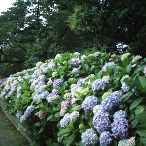 e0116383_09381.jpg