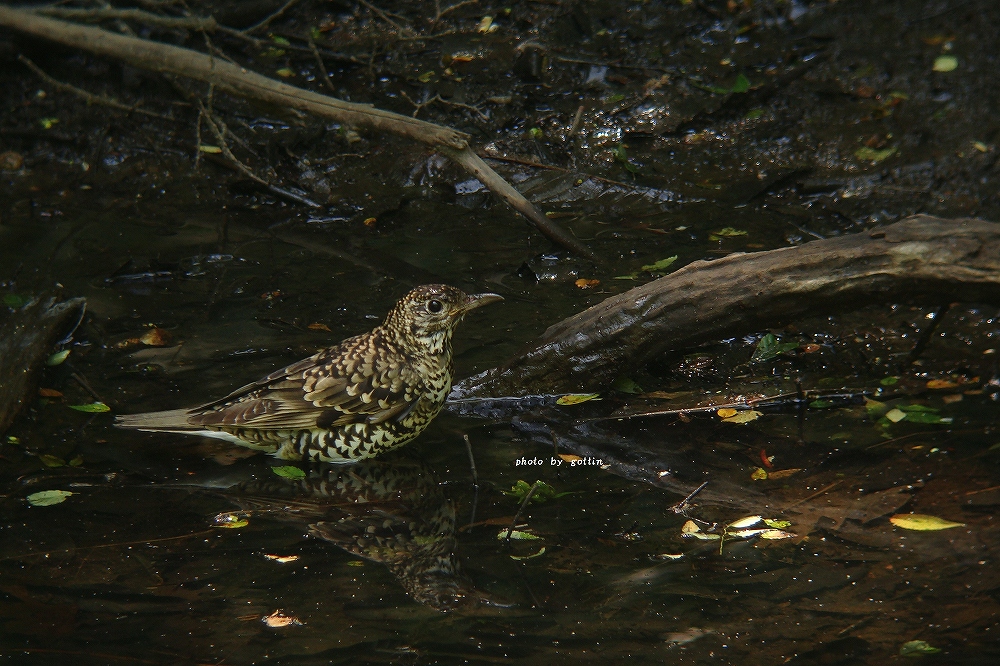 c0213690_122910.jpg