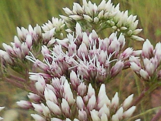 c0208099_05502.jpg