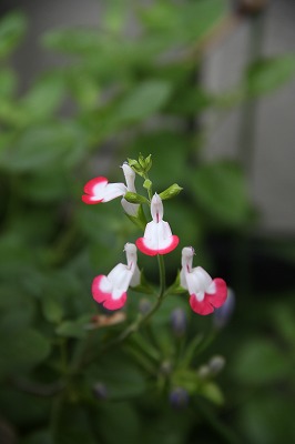 ニゲラが咲いたよ♪　今日の庭のお花達_a0123003_10162398.jpg