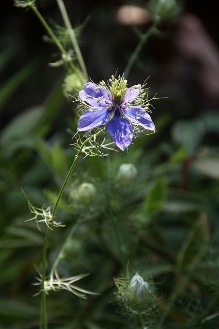 ニゲラが咲いたよ♪　今日の庭のお花達_a0123003_9411844.jpg