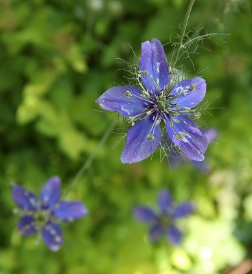 ニゲラが咲いたよ♪　今日の庭のお花達_a0123003_9433619.jpg