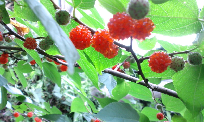 d0093903_23711.jpg
