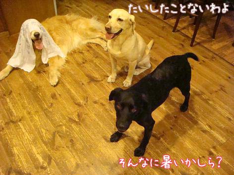 猛暑日のボール遊びの後は_f0064906_20101356.jpg