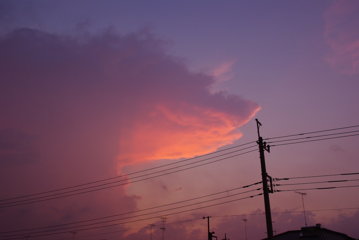 サーモンピンク_f0138807_2056629.jpg