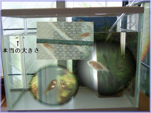 暑い　 金魚の赤ちゃんその後_d0048312_22184118.jpg