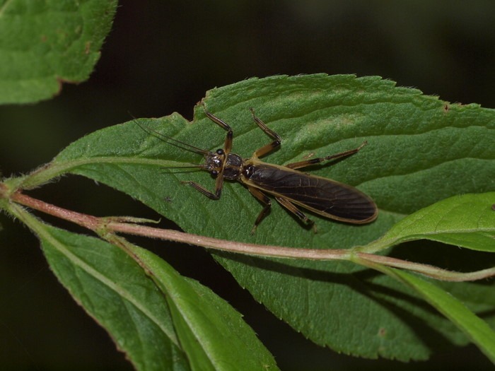 ヤマトカワゲラ_c0116915_026160.jpg