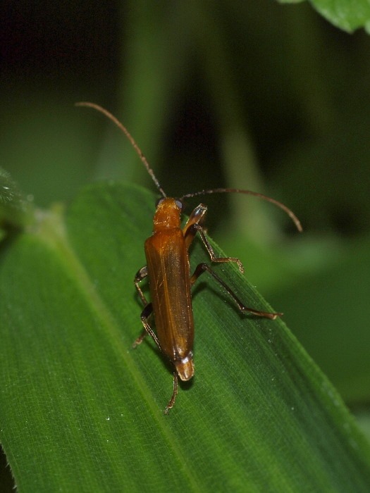 キイロカミキリモドキの一種_c0116915_0291810.jpg