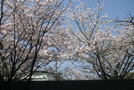 蕉雨庵・花衣、ひとひら_e0021121_6591096.jpg