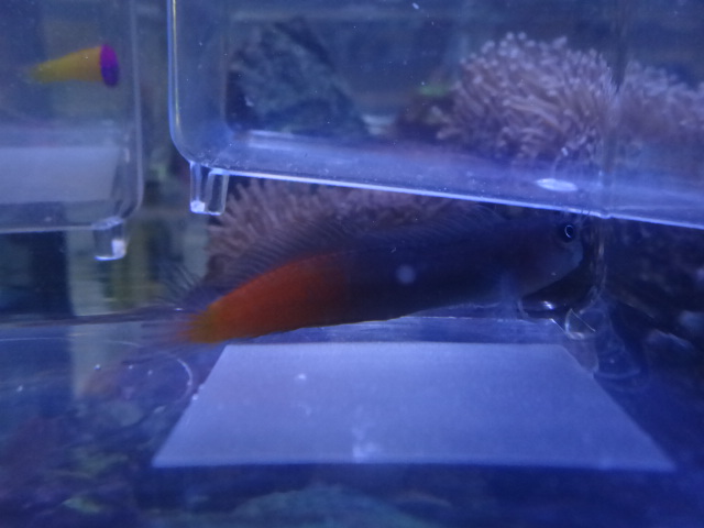 海水魚・水草・淡水魚_f0189122_13103618.jpg