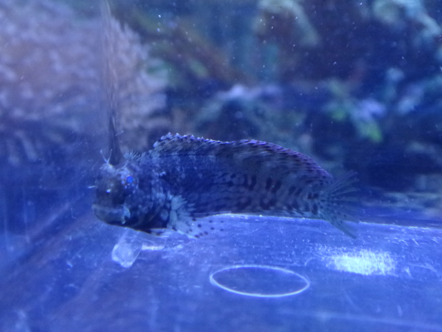 海水魚・水草・淡水魚_f0189122_13114275.jpg