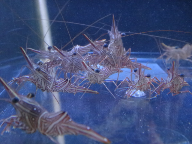 海水魚・水草・淡水魚_f0189122_13124526.jpg