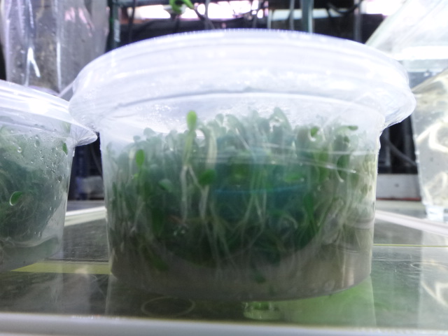 海水魚・水草・淡水魚_f0189122_13141741.jpg