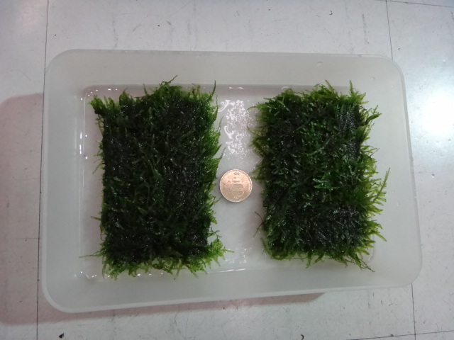 海水魚・水草・淡水魚_f0189122_13152577.jpg