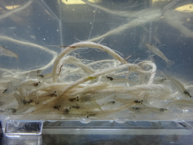 海水魚・水草・淡水魚_f0189122_1318338.jpg