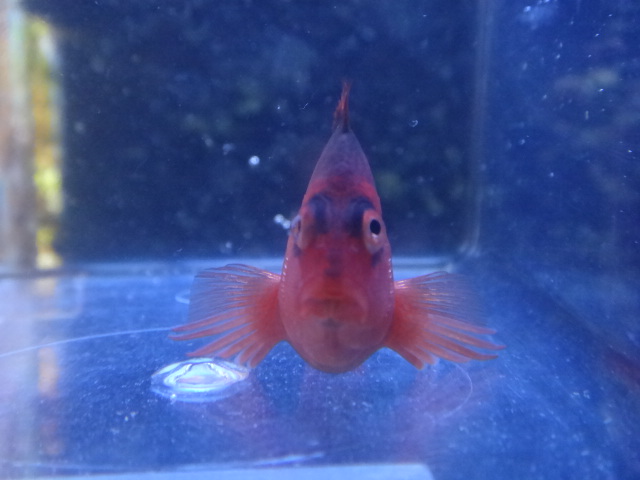 海水魚・水草・淡水魚_f0189122_1373953.jpg
