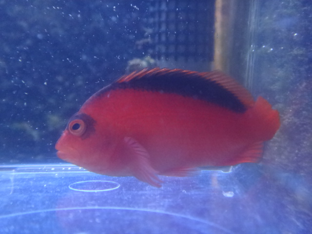 海水魚・水草・淡水魚_f0189122_1374946.jpg