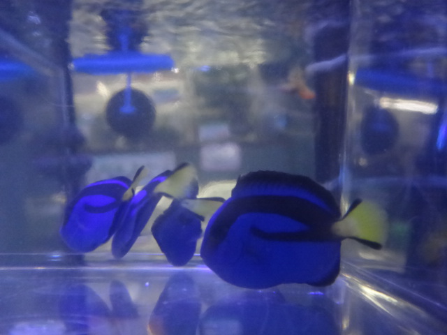 海水魚・水草・淡水魚_f0189122_1384258.jpg