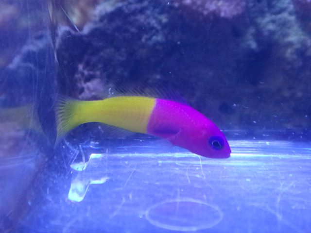 海水魚・水草・淡水魚_f0189122_1392888.jpg