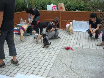 6/18,19 Farmar\'s Market @UNUに初出店しました_c0123523_039159.jpg