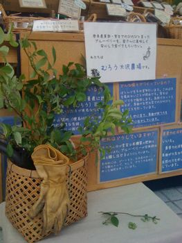 6/18，19　Farmar\'s Market @UNUに初出店しました_c0123523_0494438.jpg