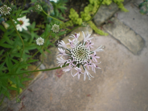 e0128024_1563598.jpg