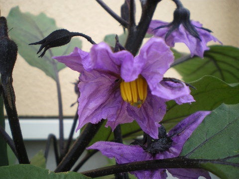 e0128024_1574972.jpg