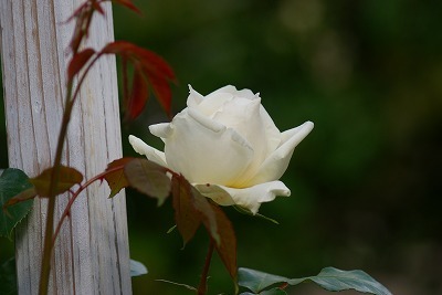 f0170524_1938679.jpg