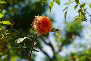 f0170524_1943265.jpg