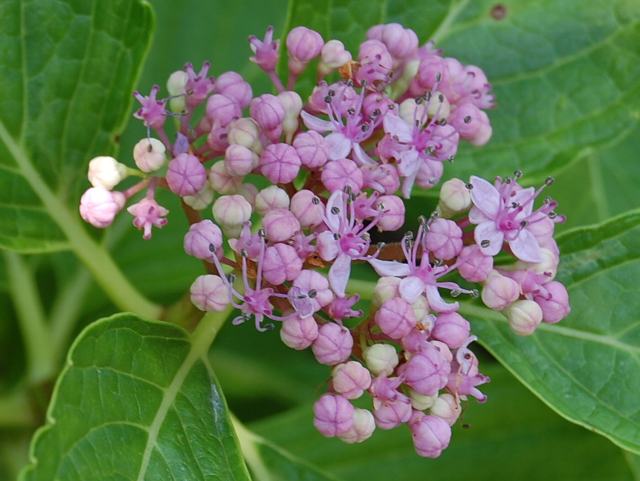 縁無し額紫陽花 フチナシガクアジサイ 花の仲間調べ