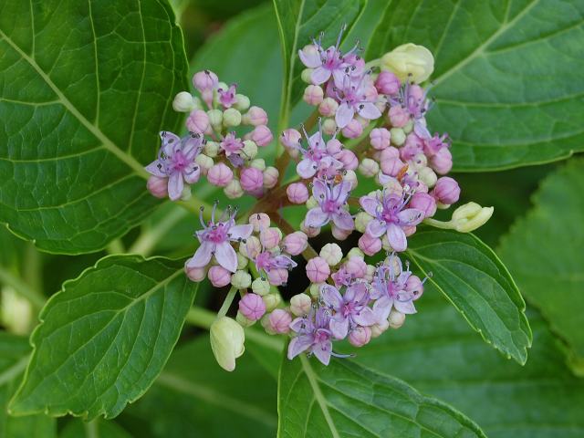 縁無し額紫陽花 フチナシガクアジサイ 花の仲間調べ