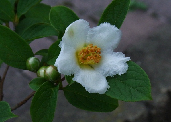 f0214527_11533563.jpg