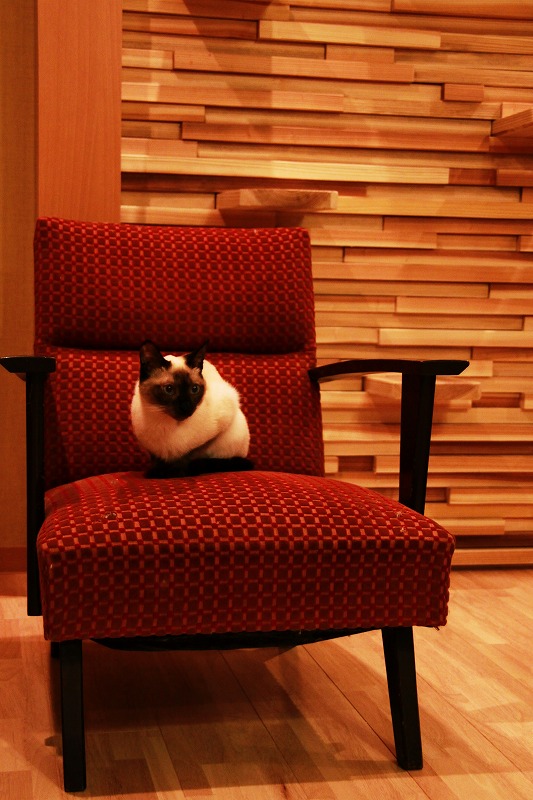 大阪市西中島南方 猫カフェ 猫の箱 新 間違いだらけの猫カフェ選び 大阪市西中島南方 猫カフェ 猫の箱 新 間違いだらけの猫カフェ選び