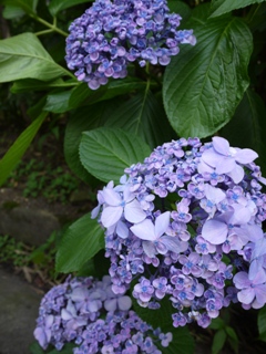 b0037737_931431.jpg