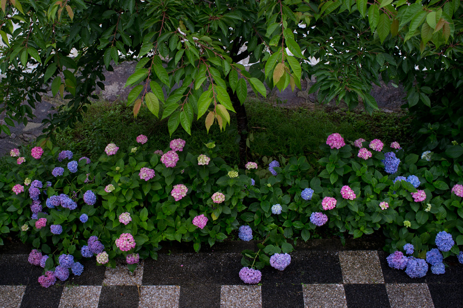 雨の紫陽花（見返りの滝にて）_c0014538_17225922.jpg