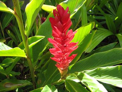 ハワイ語であいさつ Halau Hula O Makanakealohi ﾊｰﾗｳ ﾌﾗ ｵ ﾏｶﾅｹｱﾛﾋ ー大阪 都島区のフラ教室ー