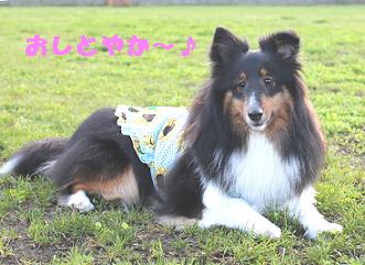 WOOFで再会♪その3_e0195743_2343183.jpg