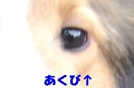 WOOFで再会♪その3_e0195743_530226.jpg