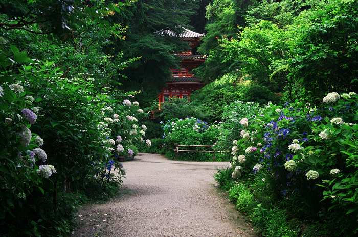 岩船寺の紫陽花_f0155048_21292057.jpg