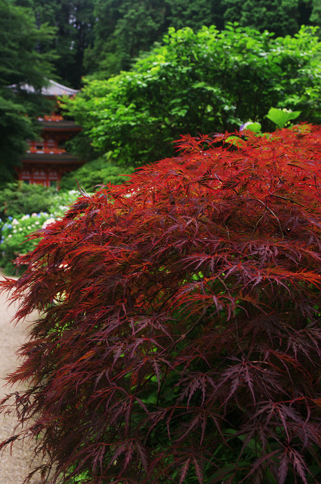 岩船寺の紫陽花_f0155048_21301687.jpg