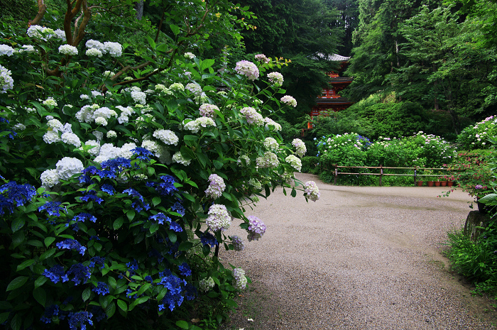 岩船寺の紫陽花_f0155048_21321194.jpg
