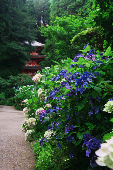 岩船寺の紫陽花_f0155048_21321415.jpg
