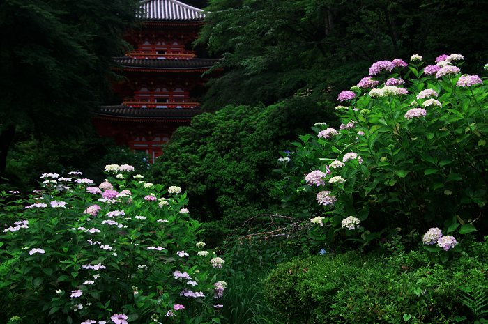 岩船寺の紫陽花_f0155048_21323248.jpg