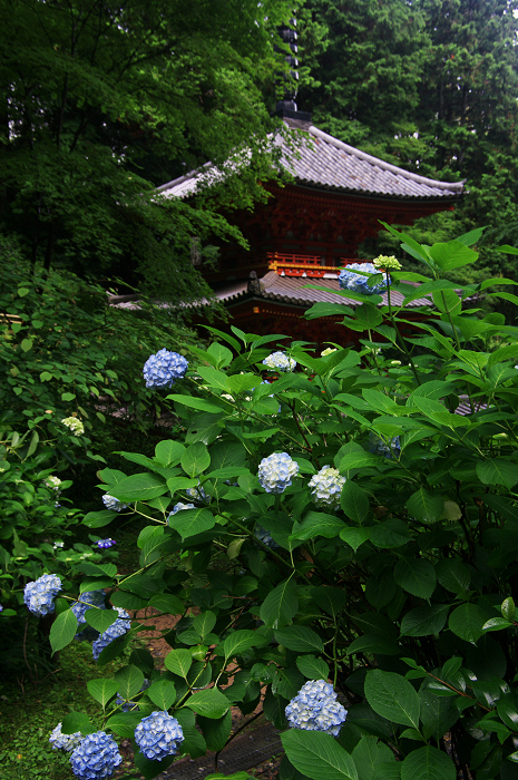 岩船寺の紫陽花_f0155048_21324744.jpg