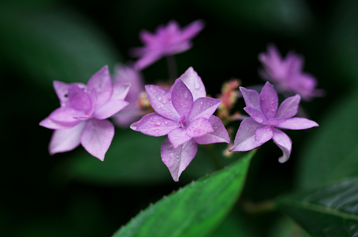 岩船寺の紫陽花_f0155048_21325884.jpg