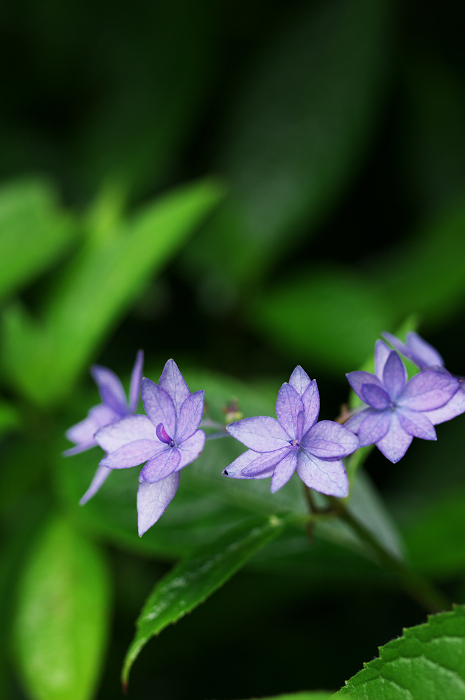 岩船寺の紫陽花_f0155048_2133187.jpg