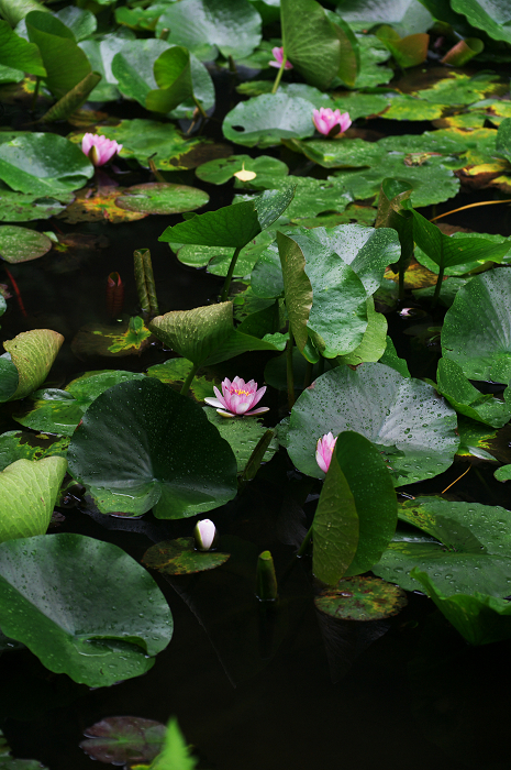 岩船寺の紫陽花_f0155048_21341918.jpg