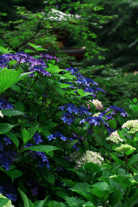 岩船寺の紫陽花_f0155048_21342248.jpg